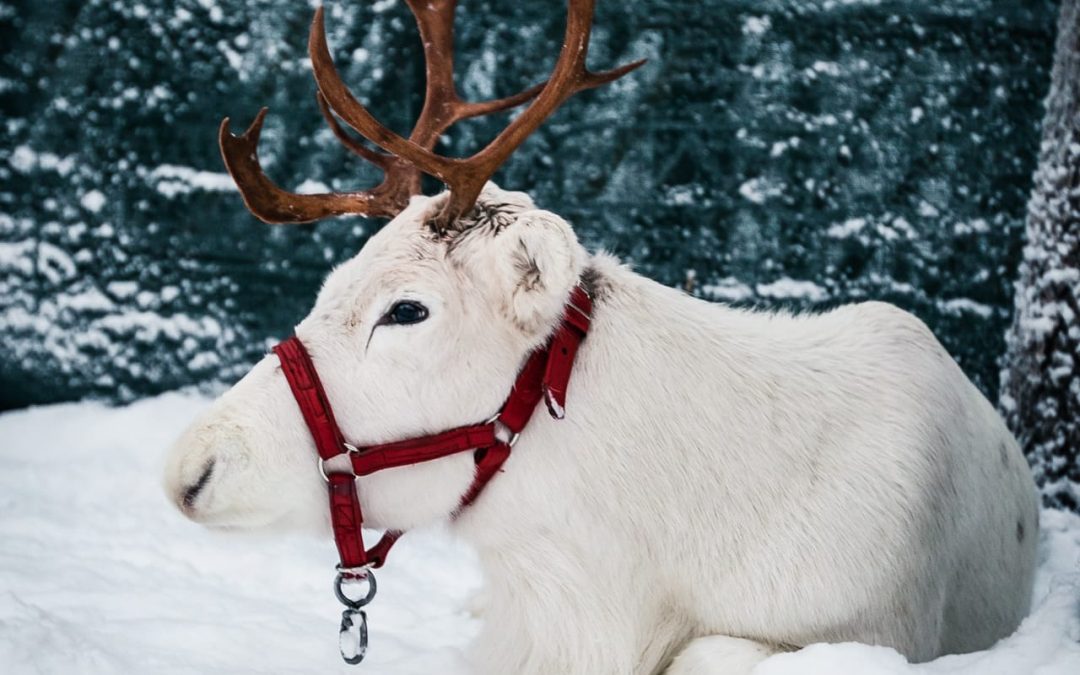 Elf’s Farm Yard – meet reindeer & animals in Rovaniemi!