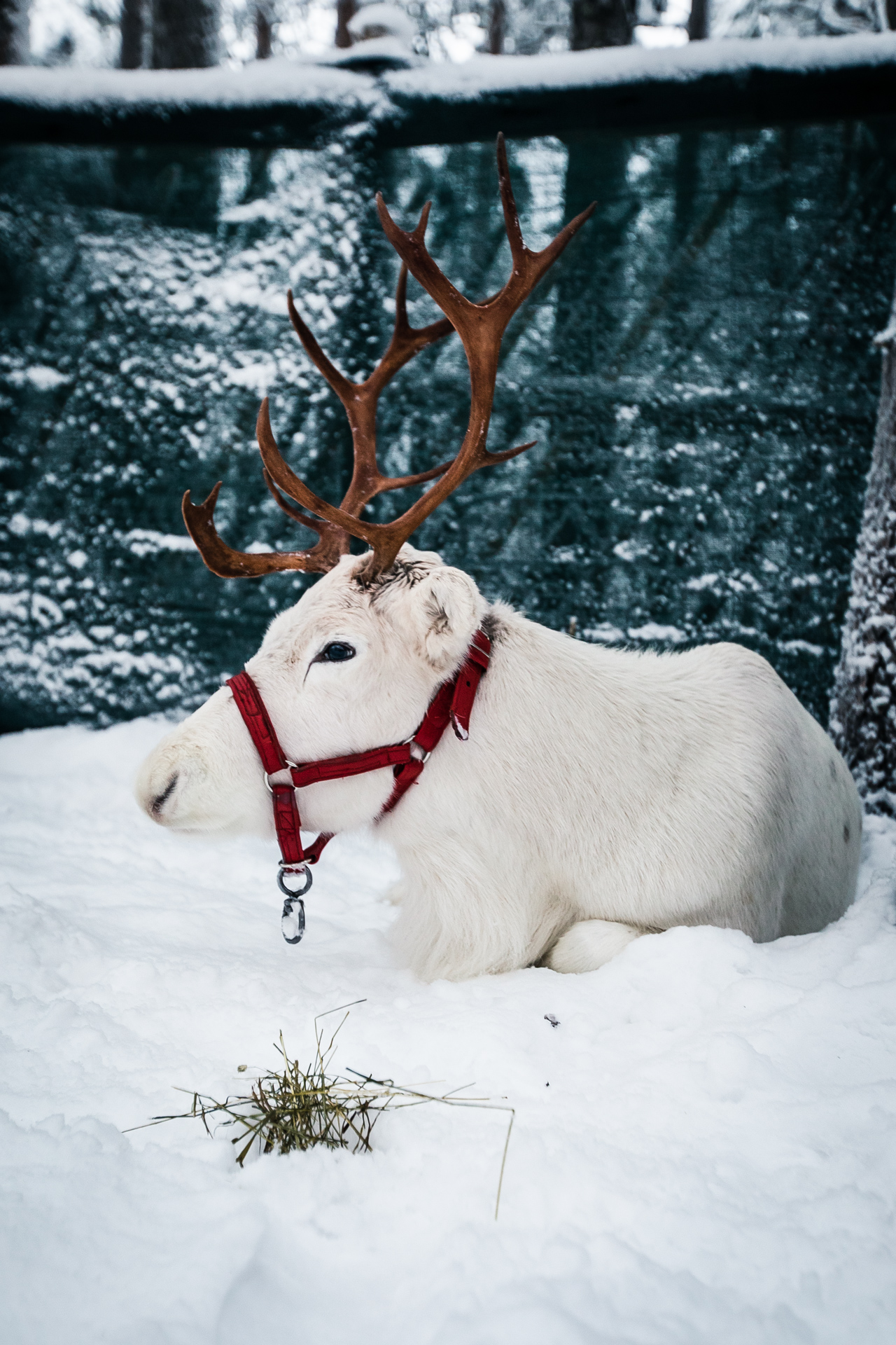 Visitar Villa de Papá Noel, Leponia Elf's Farm Yard – meet reindeer & animals in Rovaniemi! – All ...